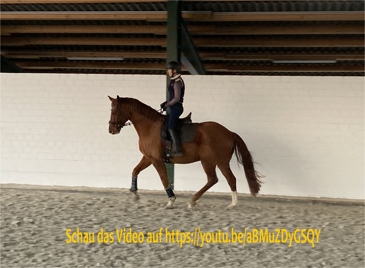 Der Sitz des Reiters verbessert sich augenblicklich, sobald Du am Nervensystem ansetzt.