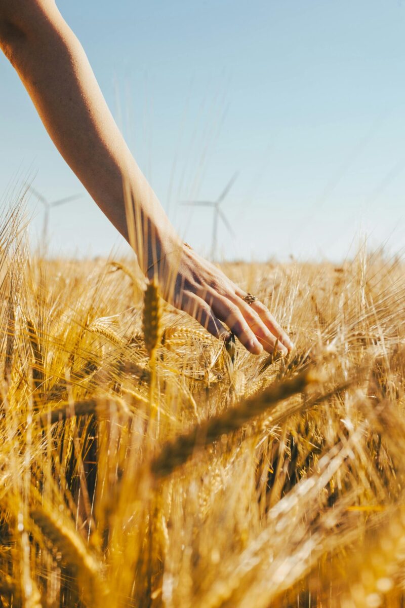Close-up of a hand gently brushing through a golden wheat field with wind turbines in the background in Istanbul.